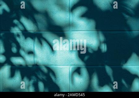 Blue painted concrete wall with shadow from the tree. Stock Photo