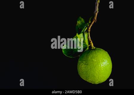 Green lime with leaves on dark background. Stock Photo