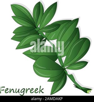 Methi, fenugreek leaves vector illustration on white background. isolated image. Stock Vector