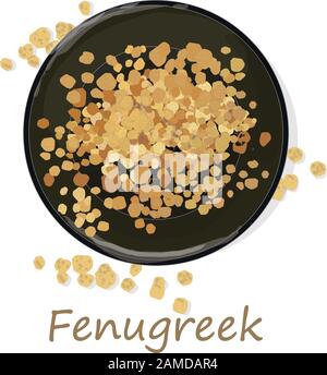 Methi, fenugreek seeds vector illustration on white background. isolated image. Stock Vector