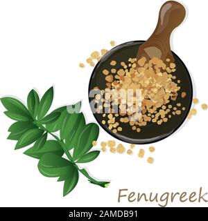 Methi, fenugreek seeds vector illustration on white background. isolated image. Stock Vector