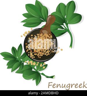 Methi, fenugreek seeds vector illustration on white background. isolated image. Stock Vector