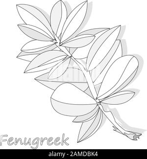 Methi, fenugreek leaves vector illustration on white background. isolated image. Stock Vector