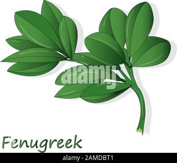 Methi, fenugreek leaves vector illustration on white background. isolated image. Stock Vector