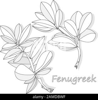 Methi, fenugreek leaves vector illustration on white background. isolated image. Stock Vector