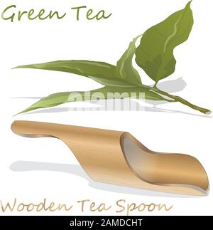 Green tea and bamboo wooden spoon on white isolated background. Vector illustration. Stock Vector