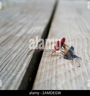 Scarlet dragonfly (Crocothemis erythraea) on a yetty at a lake in Germany Stock Photo