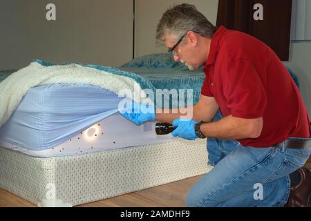 Bed bug infestation extermination service man in gloves and safety glasses inspecting infected mattress sheets and blanket bedding with a powerful fla Stock Photo