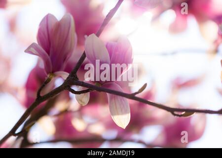 closeup of beautiful shining magnolia flowers blooming in spring. Perfect background shot for mother's Day and Valentines's Day with copy space. Stock Photo
