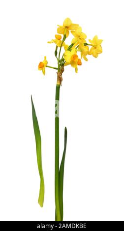 Bunch-flowered narcissus flowers and leaves isolated on white background Stock Photo