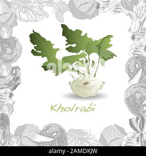 Kohlrabi German turnip illustration isolated on white. Vector image. Stock Vector