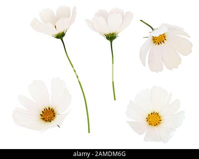 Set of white cosmos flowers isolated on white Stock Photo
