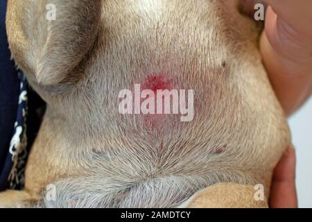 Photo inspiration: Closeup Of A French Bulldog With Skin Allergies Lying On Photo Inspiration