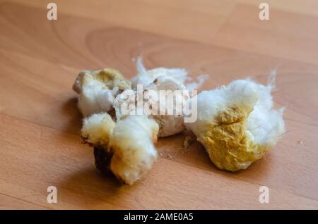 A pile of medical cotton swabs with traces of blood, wool and an antiseptic. Vet clinic. Treatment and care for pets. Close-up. Selective focus. Stock Photo
