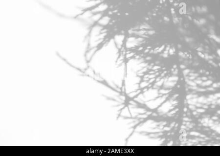 Overlay effect for photo. Needles of thuja gray shadow on a white wall. Abstract neutral nature concept background. Space for text. Stock Photo