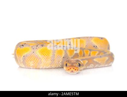 ball python in front of white background Stock Photo