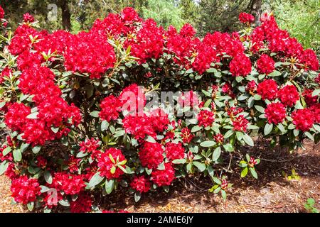 Red rhododendron Blossoming shrubs Stock Photo