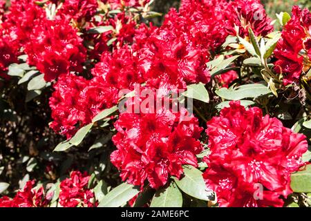 Red rhododendron 'Erato' Red flowers Flowering shrubs Garden Border Flowering Rhododendrons Flower Flowering plants Red Flowers Rhododendron Blooming Stock Photo