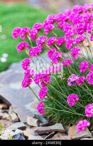 A thrift flower, Armeria maritima thrift garden Stock Photo