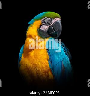 Close up parrot portrait isolated on dark background Stock Photo