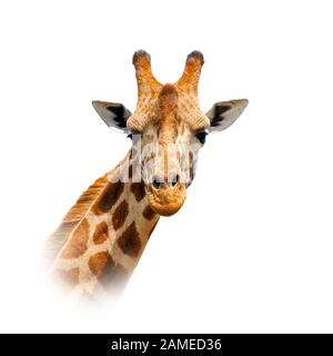 Close up giraffe portrait isolated on white background Stock Photo