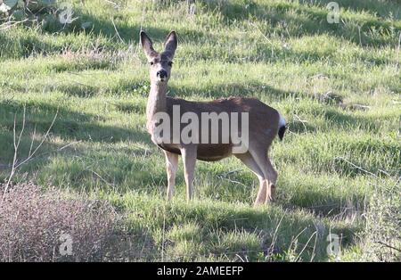 Malibu, Ca. 12th Jan, 2020. View, at Family Deer Sightings on the Pacific Coast Highway Hills in Malibu, California on January 12, 2020. Credit: Faye Sadou/Media Punch/Alamy Live News Stock Photo