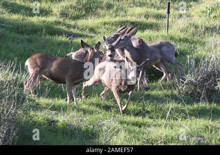 Malibu, Ca. 12th Jan, 2020. View, at Family Deer Sightings on the Pacific Coast Highway Hills in Malibu, California on January 12, 2020. Credit: Faye Sadou/Media Punch/Alamy Live News Stock Photo