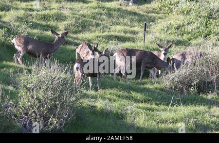 Malibu, Ca. 12th Jan, 2020. View, at Family Deer Sightings on the Pacific Coast Highway Hills in Malibu, California on January 12, 2020. Credit: Faye Sadou/Media Punch/Alamy Live News Stock Photo