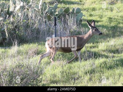 Malibu, Ca. 12th Jan, 2020. View, at Family Deer Sightings on the Pacific Coast Highway Hills in Malibu, California on January 12, 2020. Credit: Faye Sadou/Media Punch/Alamy Live News Stock Photo