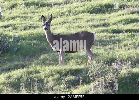 Malibu, Ca. 12th Jan, 2020. View, at Family Deer Sightings on the Pacific Coast Highway Hills in Malibu, California on January 12, 2020. Credit: Faye Sadou/Media Punch/Alamy Live News Stock Photo