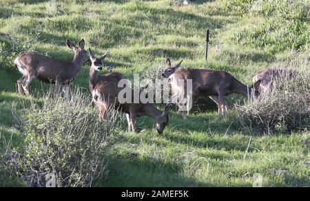 Malibu, Ca. 12th Jan, 2020. View, at Family Deer Sightings on the Pacific Coast Highway Hills in Malibu, California on January 12, 2020. Credit: Faye Sadou/Media Punch/Alamy Live News Stock Photo