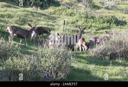 Malibu, Ca. 12th Jan, 2020. View, at Family Deer Sightings on the Pacific Coast Highway Hills in Malibu, California on January 12, 2020. Credit: Faye Sadou/Media Punch/Alamy Live News Stock Photo