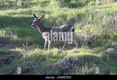 Malibu, Ca. 12th Jan, 2020. View, at Family Deer Sightings on the Pacific Coast Highway Hills in Malibu, California on January 12, 2020. Credit: Faye Sadou/Media Punch/Alamy Live News Stock Photo