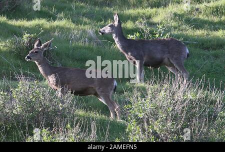 Malibu, Ca. 12th Jan, 2020. View, at Family Deer Sightings on the Pacific Coast Highway Hills in Malibu, California on January 12, 2020. Credit: Faye Sadou/Media Punch/Alamy Live News Stock Photo