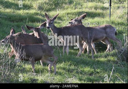 Malibu, Ca. 12th Jan, 2020. View, at Family Deer Sightings on the Pacific Coast Highway Hills in Malibu, California on January 12, 2020. Credit: Faye Sadou/Media Punch/Alamy Live News Stock Photo