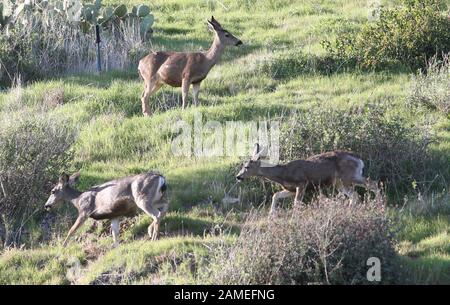 Malibu, Ca. 12th Jan, 2020. View, at Family Deer Sightings on the Pacific Coast Highway Hills in Malibu, California on January 12, 2020. Credit: Faye Sadou/Media Punch/Alamy Live News Stock Photo