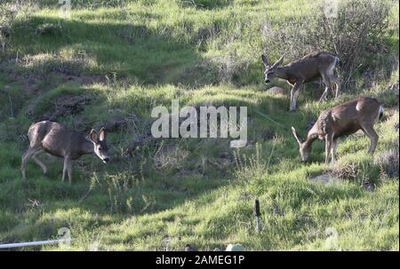 Malibu, Ca. 12th Jan, 2020. View, at Family Deer Sightings on the Pacific Coast Highway Hills in Malibu, California on January 12, 2020. Credit: Faye Sadou/Media Punch/Alamy Live News Stock Photo