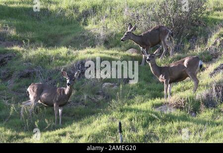 Malibu, Ca. 12th Jan, 2020. View, at Family Deer Sightings on the Pacific Coast Highway Hills in Malibu, California on January 12, 2020. Credit: Faye Sadou/Media Punch/Alamy Live News Stock Photo