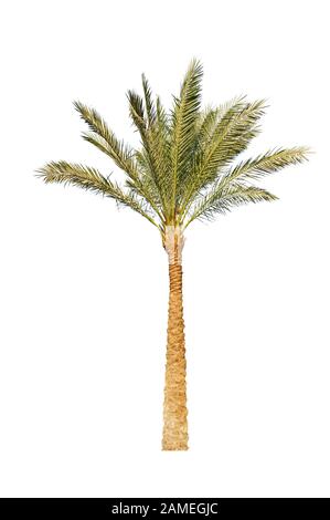 Tree isolated on white background Stock Photo - Alamy