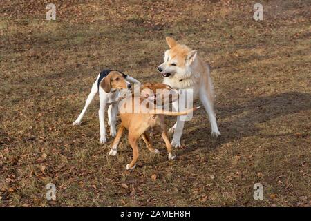 Amstaff puppy, akita inu puppy and estonian hound puppy are playing in the autumn park. Pet animals. Purebred dog. Stock Photo