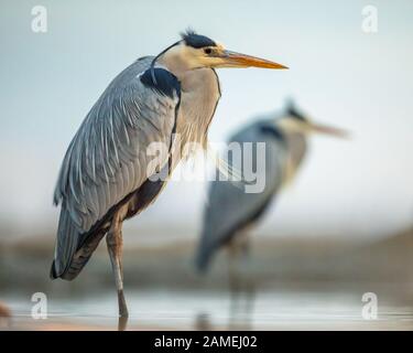 Grey heron (Ardea cinerea) two birds hunting at Lake Csaj, Kiskunsagi National Park, Pusztaszer, Hungary. February. It feeds mostly on aquatic creatur Stock Photo