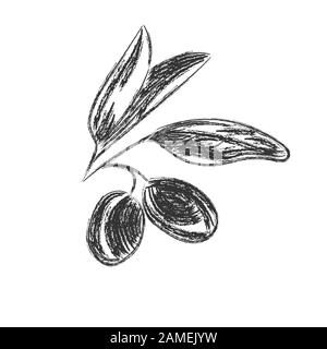 Vector pencil drawing of olive branch isolated on white background in Doodle style for kitchen design, oil or cosmetics. Flat design. Stock Vector