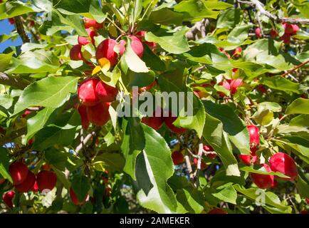 Ripe crabapples.  Malus fusca. Missoula County, Montana. Stock Photo