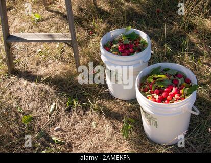 Buckets of fresh picked crabapples. Malus fusca. Missoula County, Montana. Stock Photo