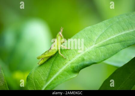 Grasshopper on green leaf in organic farm. Closeup and copy space. Integrity of natural environment. Stock Photo