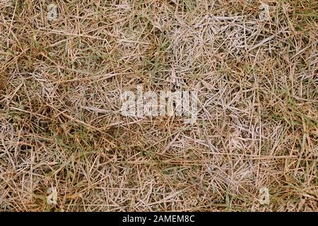 Frozen grass background and texture in landscape top view Stock Photo