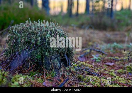 old dead stump covered in Cladonia carneola fungus Stock Photo