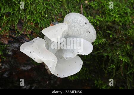 Pseudohydnum gelatinosum, known as jelly fungus, false hedgehog mushroom, cat's tongue, and white jelly mushroom Stock Photo