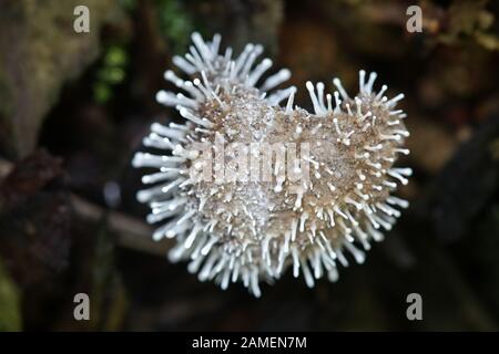 Polycephalomyces tomentosum, a parasitic fungus, growing on red rasberry slime mold, Tubifera ferruginosa Stock Photo