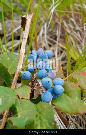 Mahonia repens. Creeping Oregon grapes found growing along Big Spring Creek, Rock Creek, Granite County, Montana, USA Stock Photo